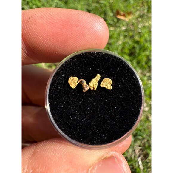 California Gold Nuggets in Display Case - 0.15 grams - Picture 3 of 3